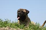 BULLMASTIFF 369